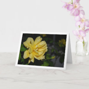 Gelbe Rosen bei Nacht Portrait Karte