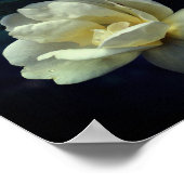 Gelbe Rosen blühen Poster (Ecke)