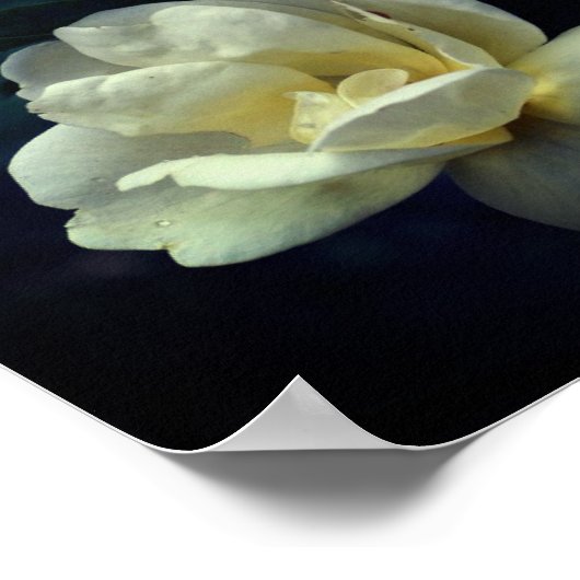 Gelbe Rosen blühen Poster (Ecke)