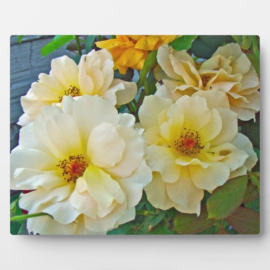 Gelbe Rosen Fotoplatte (Vorderseite)