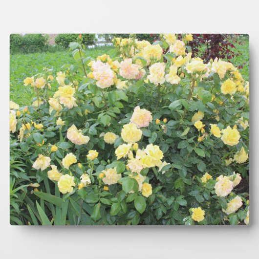 Gelbe Rosen Fotoplatte (Vorderseite)