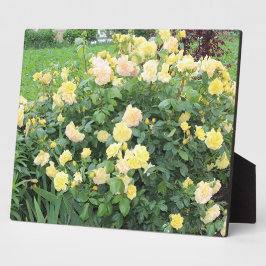 Gelbe Rosen Fotoplatte (Seite)