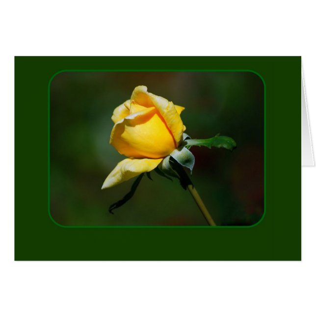 Gelbe Rosen-Knospe (Vorderseite (Horizontal))