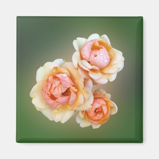 Gelbe Rosen Magnet (Vorne)