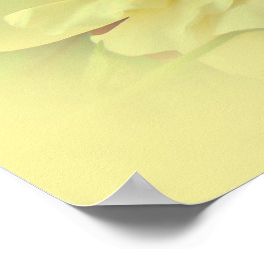 Gelbe Rosen Poster (Ecke)