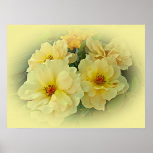 Gelbe Rosen Poster