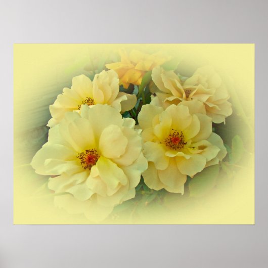 Gelbe Rosen Poster (Vorne)