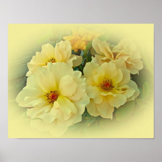 Gelbe Rosen Poster (Vorne)