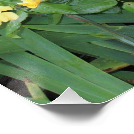 Gelbe Rosen Poster (Ecke)