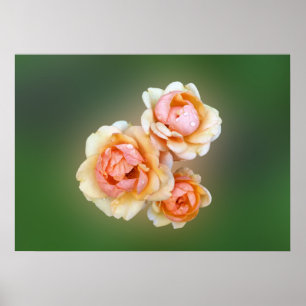 Gelbe Rosen Poster