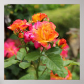 Gelbe Rosen Poster drucken (Vorne)
