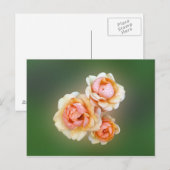 Gelbe Rosen Postkarte (Vorne/Hinten)