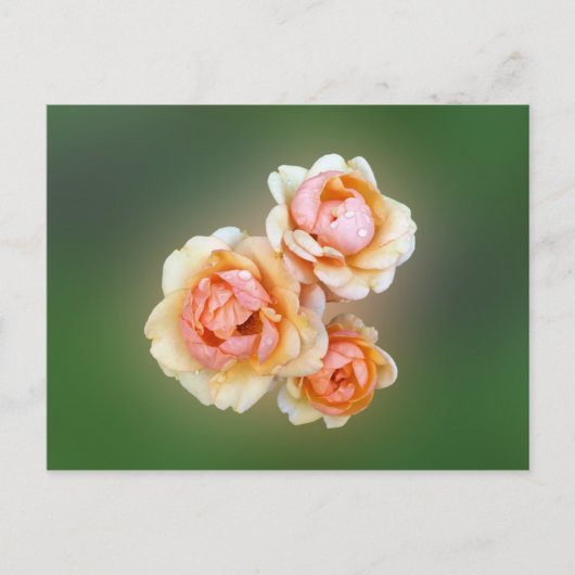 Gelbe Rosen Postkarte (Vorderseite)