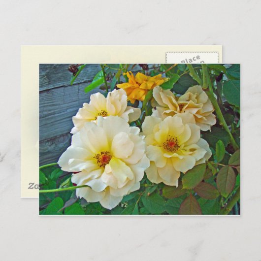 Gelbe Rosen Postkarte (Vorne/Hinten)