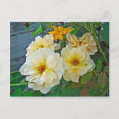 Gelbe Rosen Postkarte (Vorderseite)