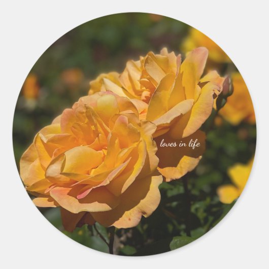 Gelbe Rosen Runder Aufkleber (Vorderseite)