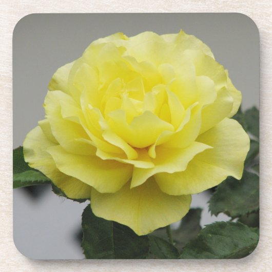 Gelbe Rosen-Untersetzer Untersetzer (Vorderseite)