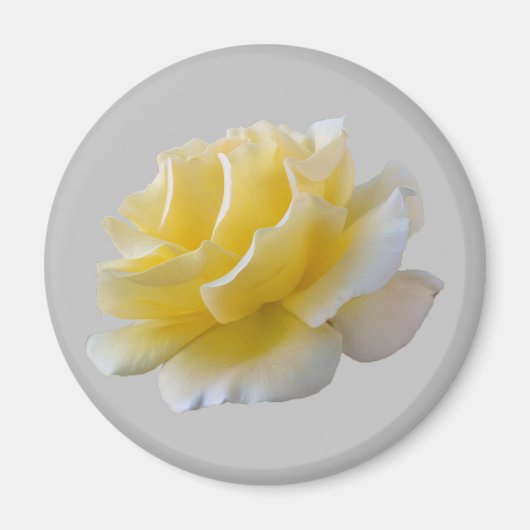 Gelbe Rosenblätter Magnet (Vorne)