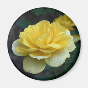 Gelbe Rosenblume Fotografie Magnet