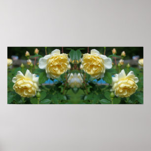 Gelbe Rosenblumen Spiegel Abstrakt Poster