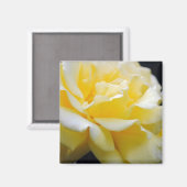 Gelbe Rosenblüte 5 Magnet (Vorderseite/Rückseite)