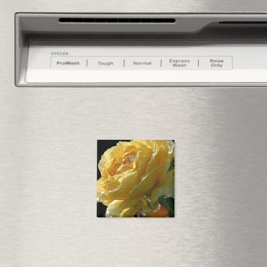 Gelbe Rosenblüte 6 Magnet (In Situ (Geschirrspüler))