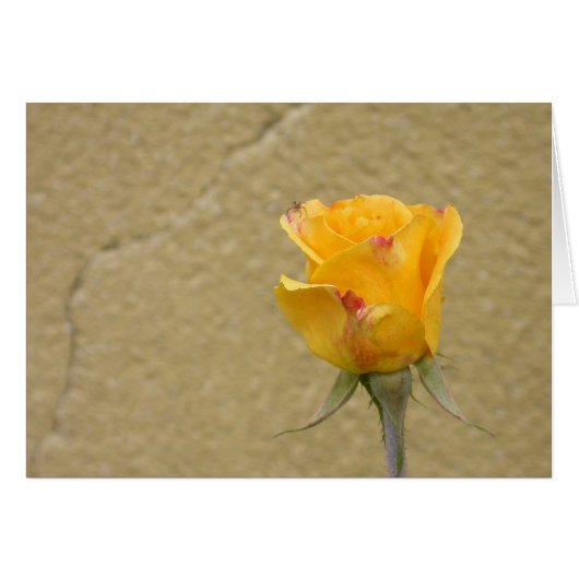 Gelbe Rosenknospe (Vorderseite (Horizontal))