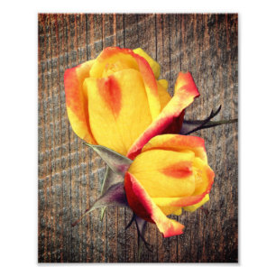 Gelbe Rosenknospe-Blume an Bord 8x10 Fotodruck
