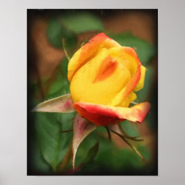 Gelbe Rosenknospe Blume Art Foto Malerei Poster