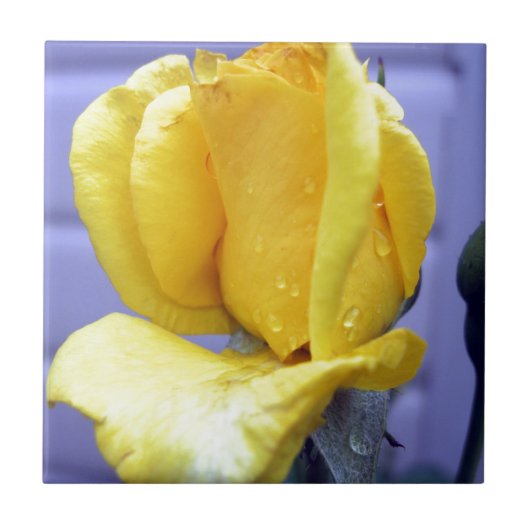 Gelbe Rosenknospe Fliese (Vorderseite)