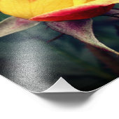 Gelbe Rosenknospe mit roten Highlights 8x10 Fotodruck (Ecke)