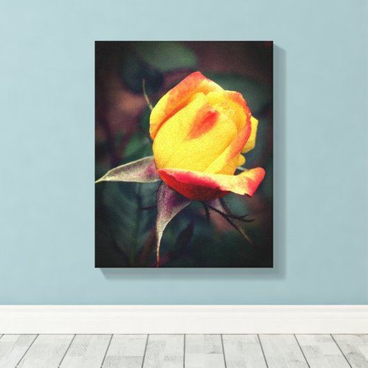 Gelbe Rosenknospe mit roten Highlights Leinwanddruck (Insitu (Holzboden))