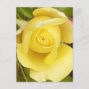 Gelbe Rosenknospe Post Card Postkarte