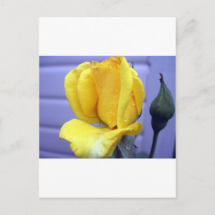 Gelbe Rosenknospe Postkarte