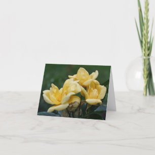 Gelbe Rosenknospen-Blumenfotografie