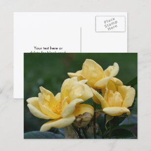 Gelbe Rosenknospen Blumenfotografie Postkarte