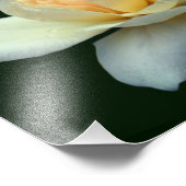 Gelbe Rosenleder mit Taubenabfällen 8x10 Fotodruck (Ecke)