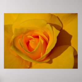 Gelbe Rosenorange Rose Romantische Rose Poster