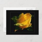 Gelbe Rosenpostkarte Postkarte (Vorne/Hinten)