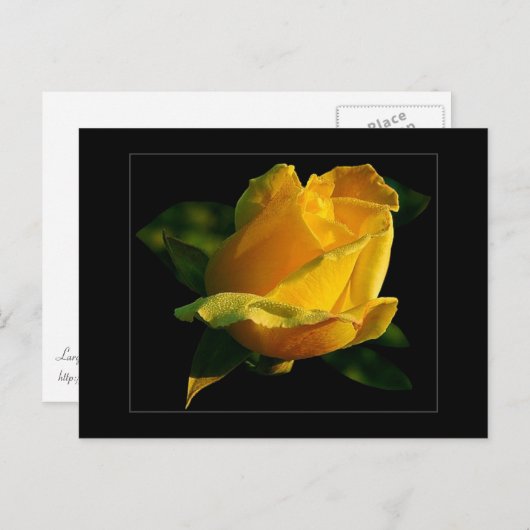 Gelbe Rosenpostkarte Postkarte (Vorne/Hinten)