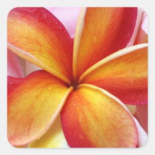 Gelbe Rote Plumeria Frangipani Hawaii Blume Quadratischer Aufkleber