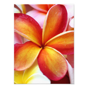 Gelbe rote Plumeriafrangipani-Hawaii-Blumen Fotodruck