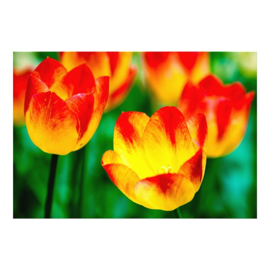 Gelbe, rote Tulip Blume Fotodruck (Vorne)