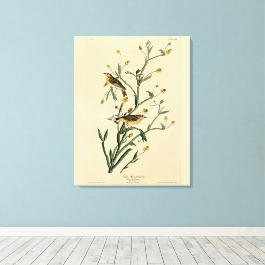 Gelbe Rote Umfrage Warbler Audubons Vögel Amerikas Leinwanddruck (Insitu (Holzboden))