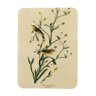 Gelbe Rote Umfrage Warbler Audubons Vögel Amerikas Magnet