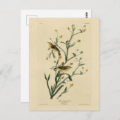 Gelbe Rote Umfrage Warbler Audubons Vögel Amerikas Postkarte (Vorne/Hinten)