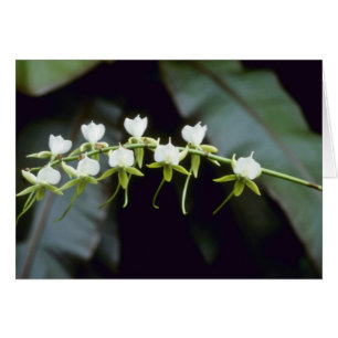 Gelbe Rothschildiana (Vanda) Blumen