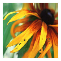 Gelbe Rudbeckia Blume Makro Abstrakt
