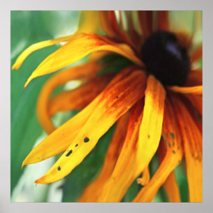 Gelbe Rudbeckia Blume Makro Abstrakt Poster