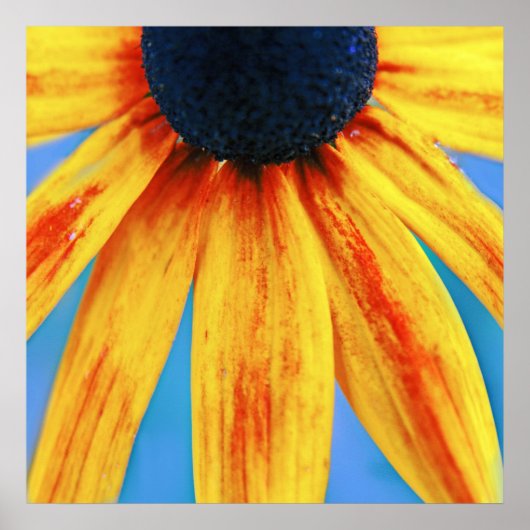 Gelbe Rudbeckia Blume Makro Abstrakt Poster (Vorne)